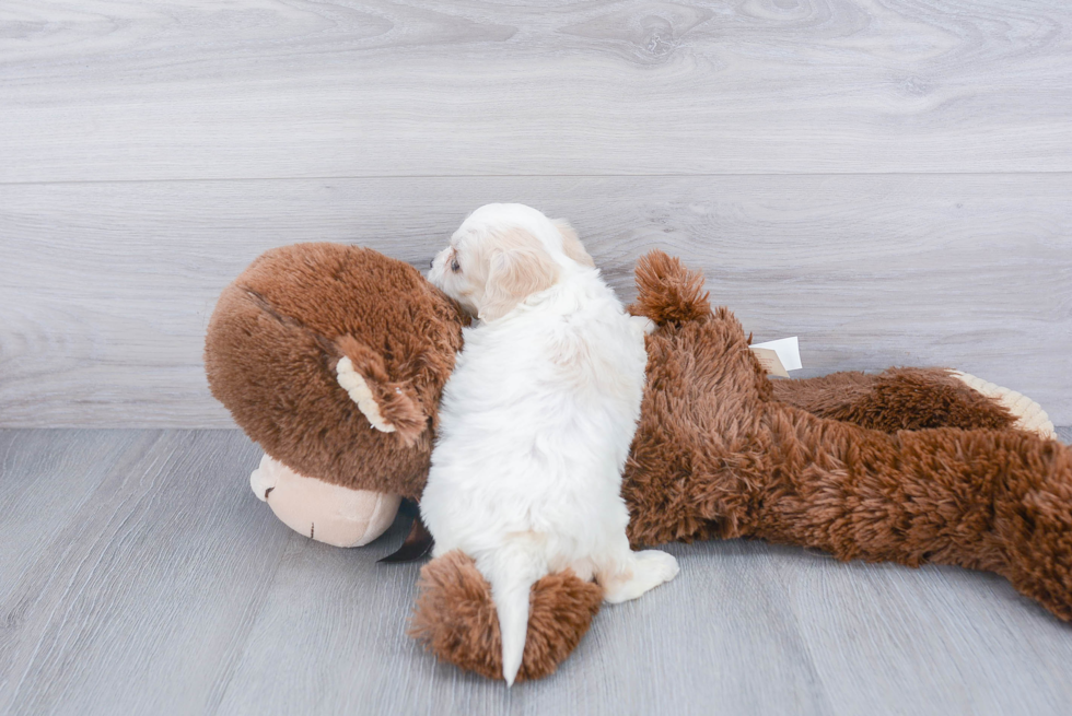 Cavachon Pup Being Cute