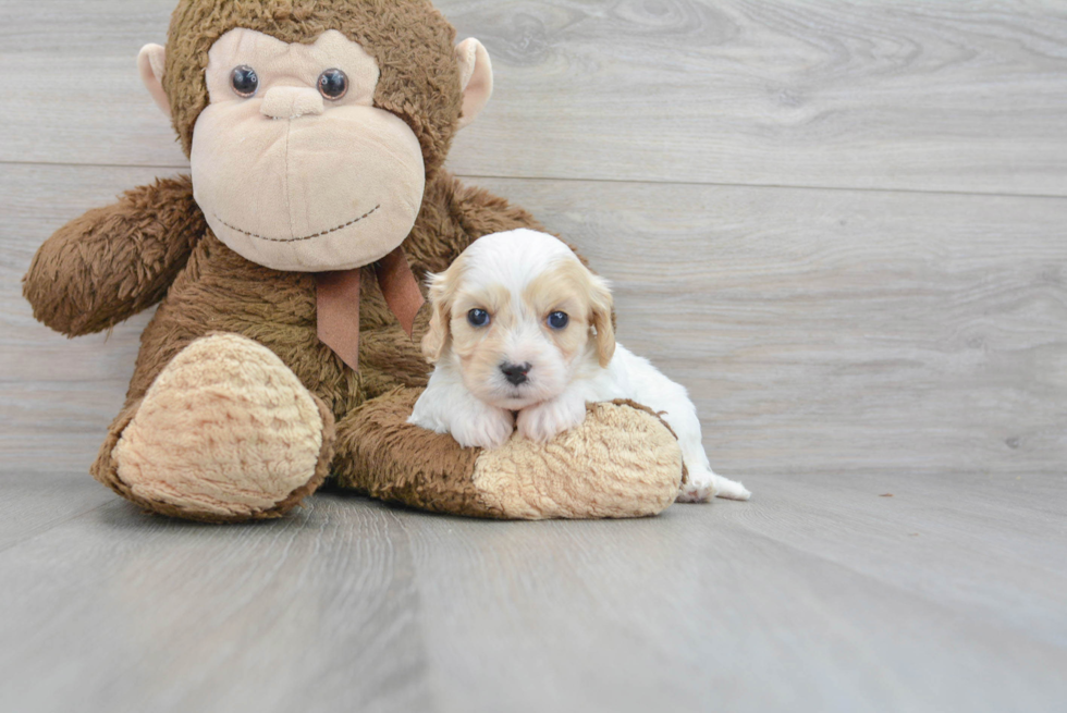 Cavachon Puppy for Adoption