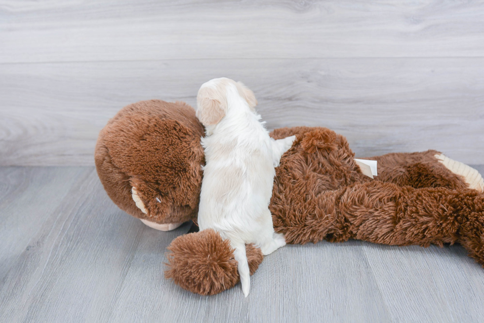 Cavachon Puppy for Adoption