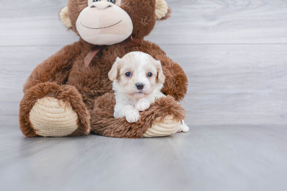 Smart Cavachon Designer Pup