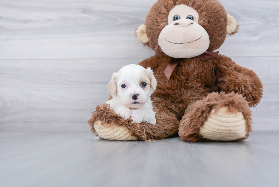 Best Cavachon Baby