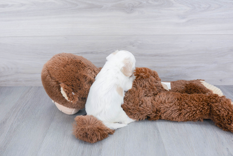 Cavachon Puppy for Adoption