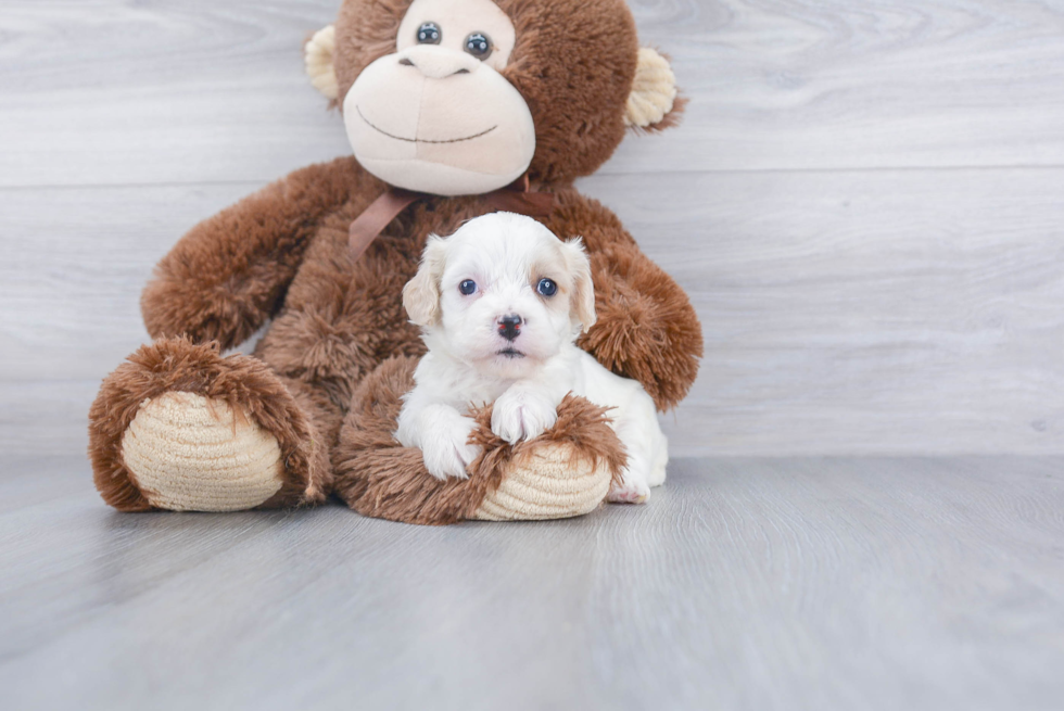 Best Cavachon Baby
