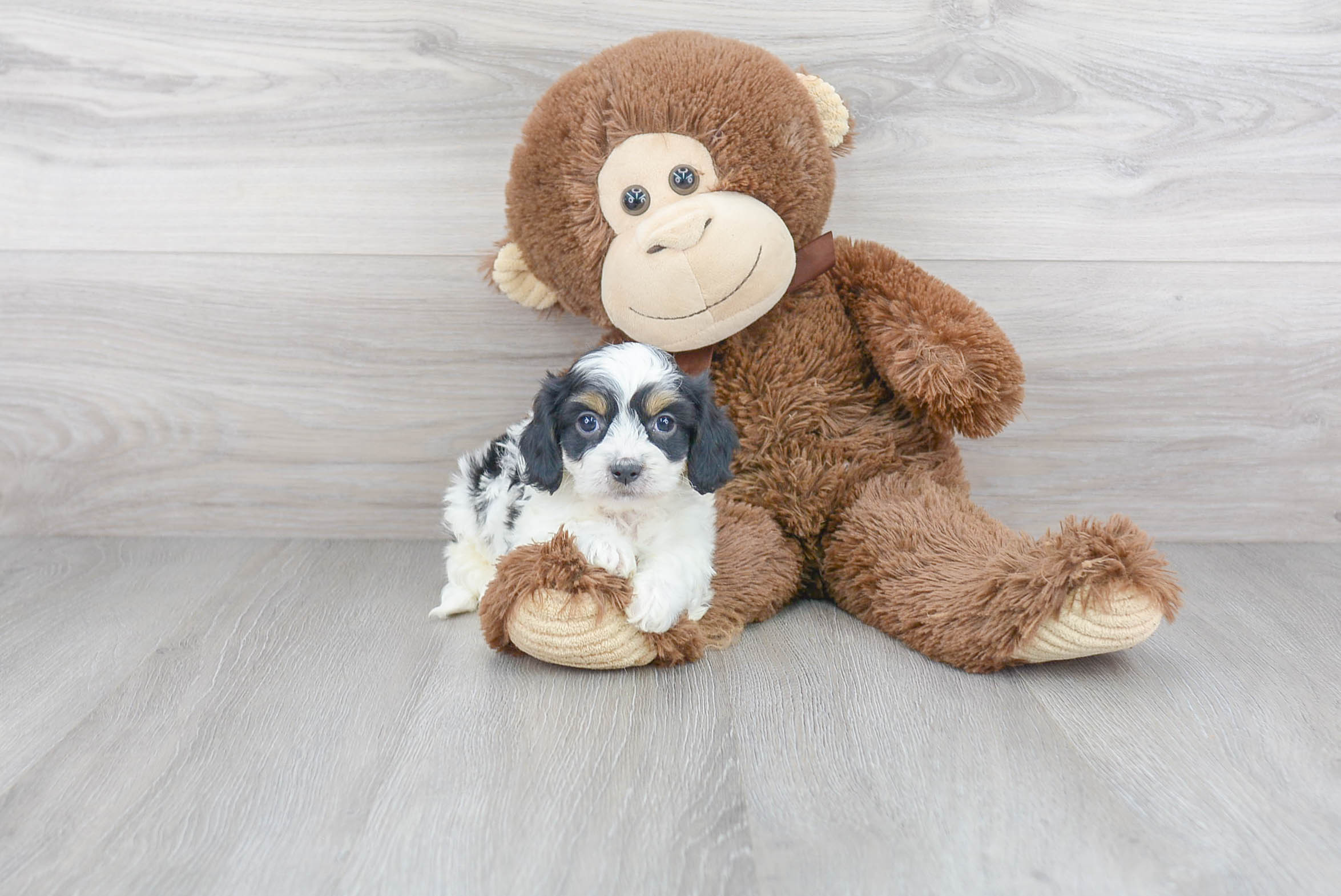 Funny Cavachon Designer Pup