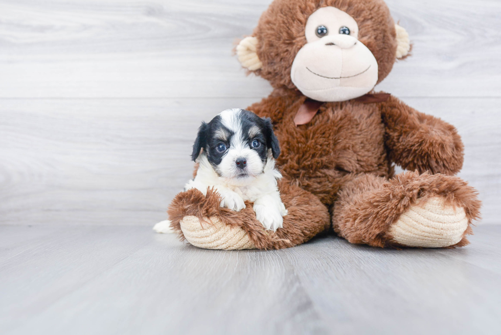Cavachon Puppy for Adoption