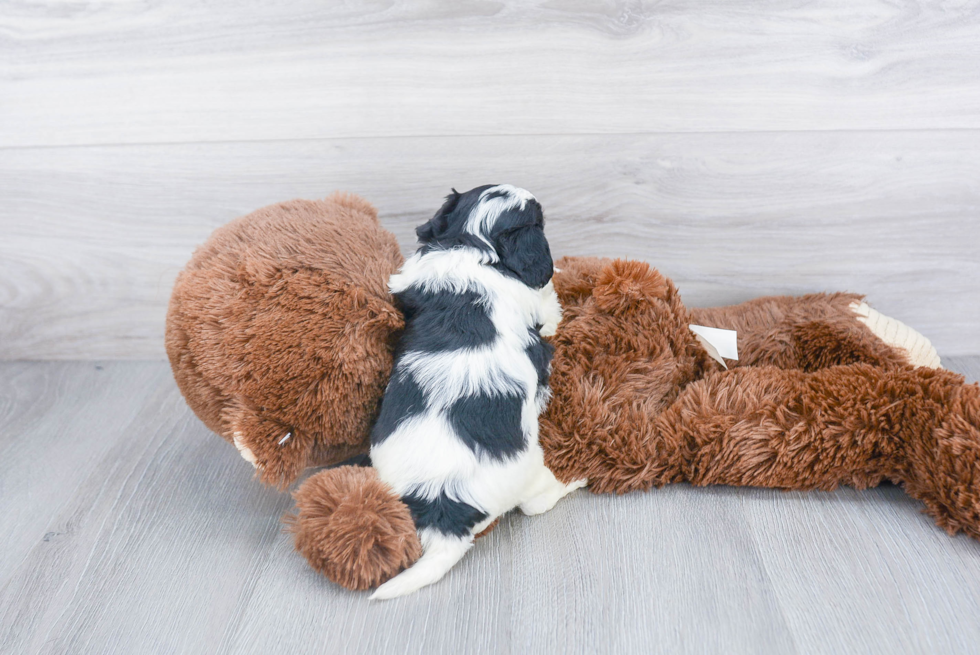 Popular Cavachon Designer Pup