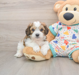 5 week old Cavachon Puppy For Sale - Premier Pups