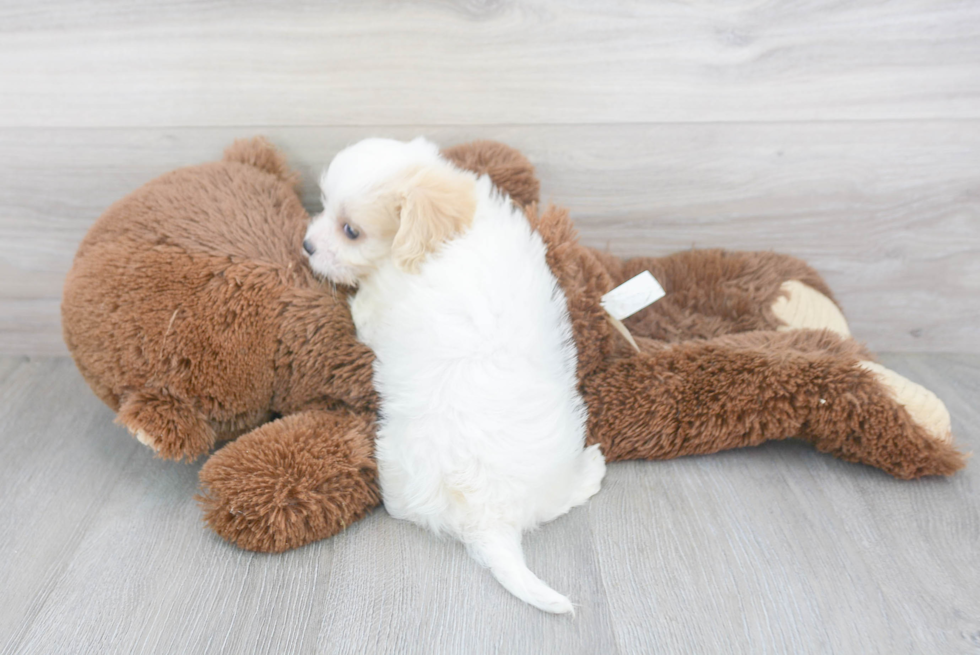 Cavachon Pup Being Cute