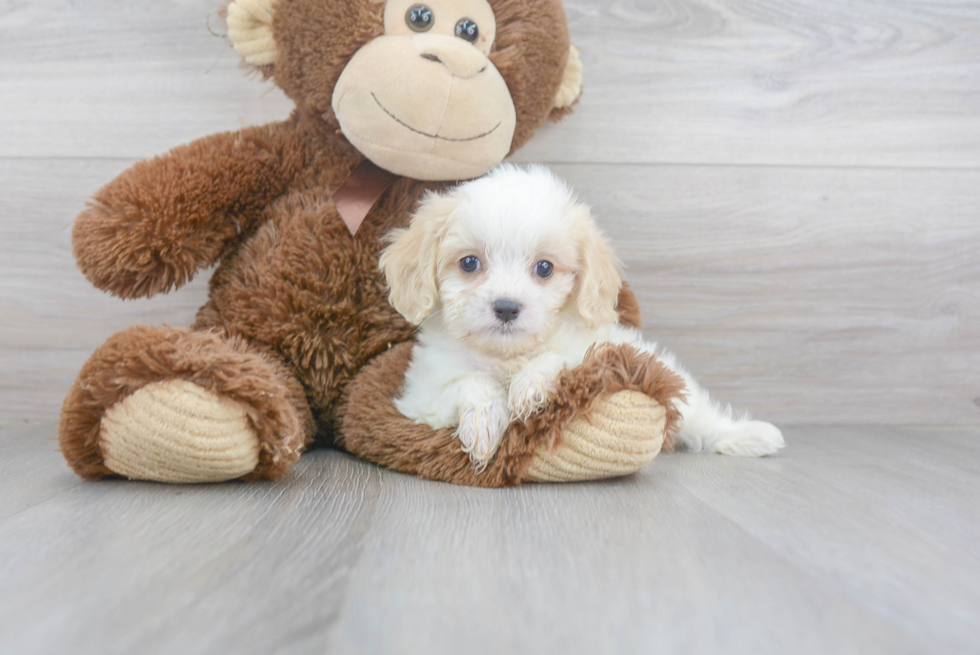 Small Cavachon Baby