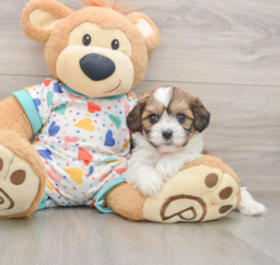 8 week old Cavachon Puppy For Sale - Premier Pups