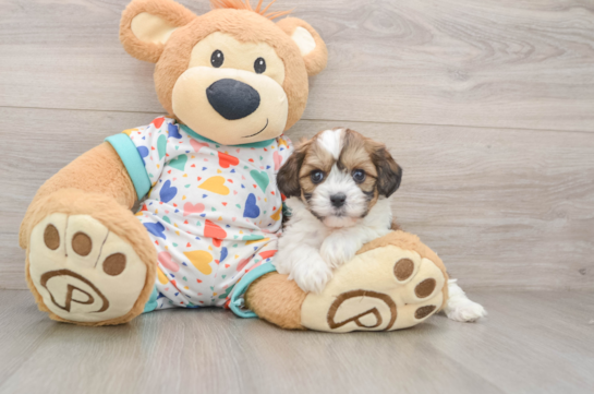 KARL, a Cavachon littermate