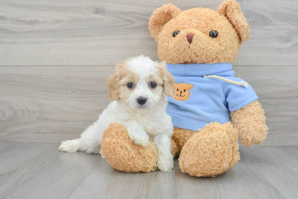 Popular Cavachon Designer Pup