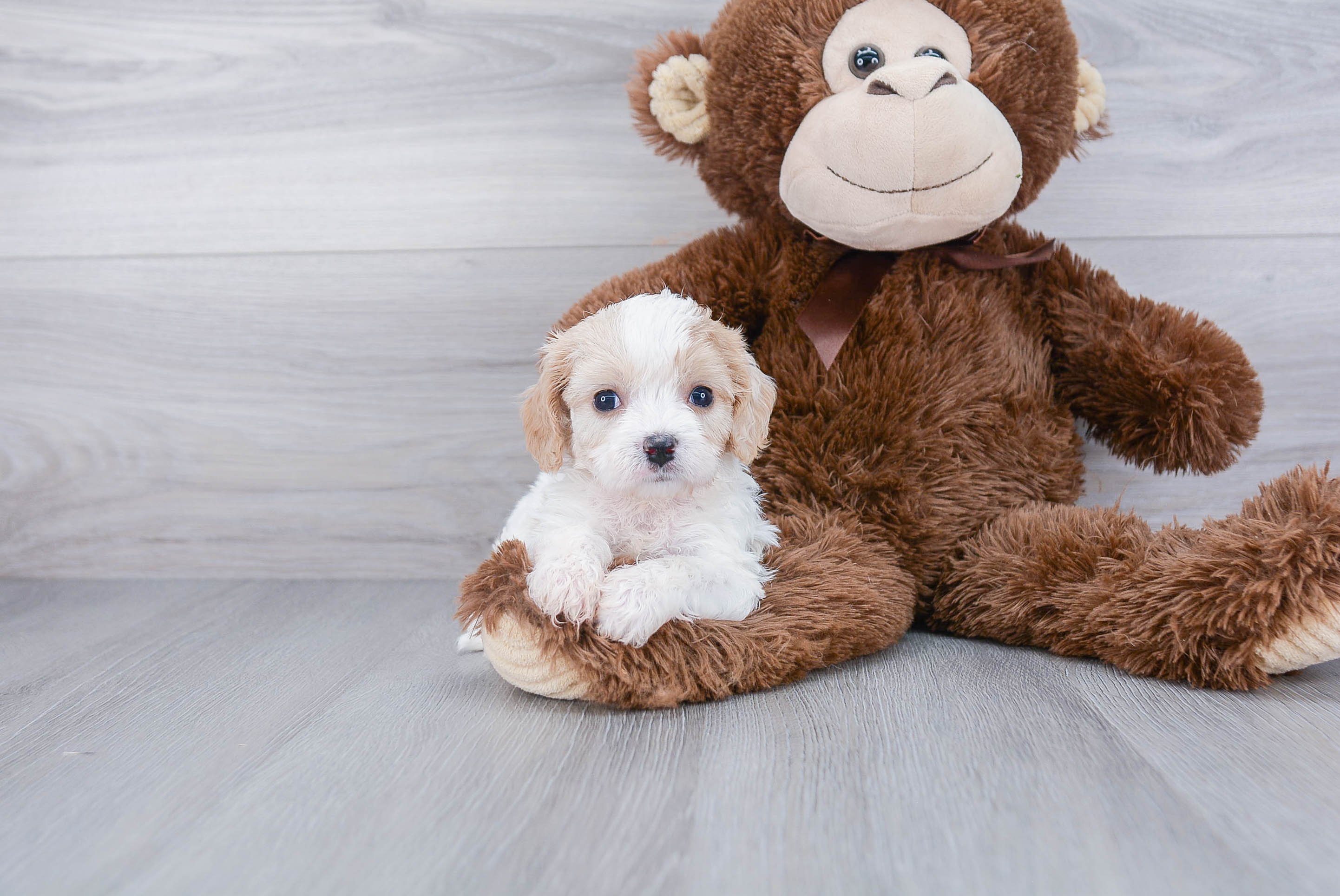 Cavachon Puppy for Adoption