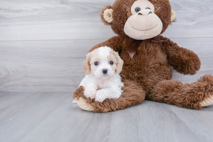 Cavachon Puppy for Adoption