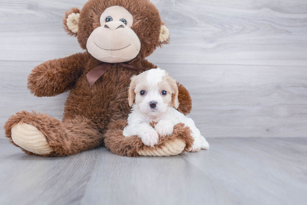 Cavachon Pup Being Cute