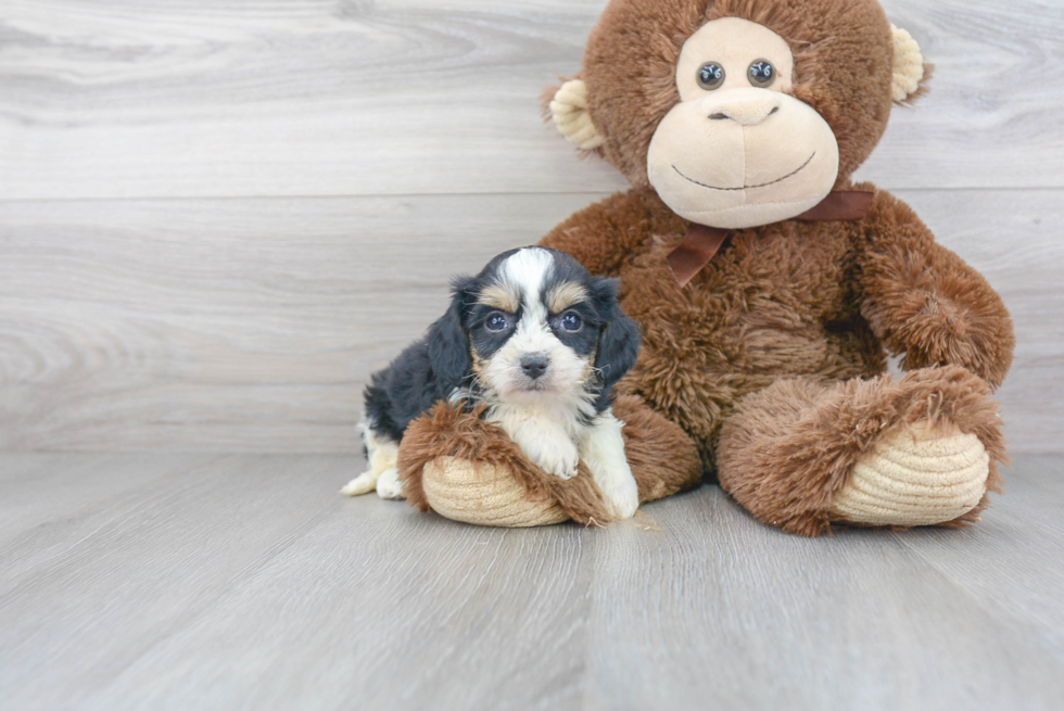 Playful Cavalier Designer Puppy