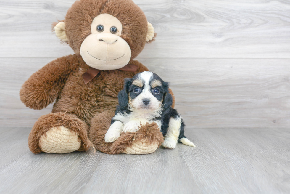 Cavachon Puppy for Adoption