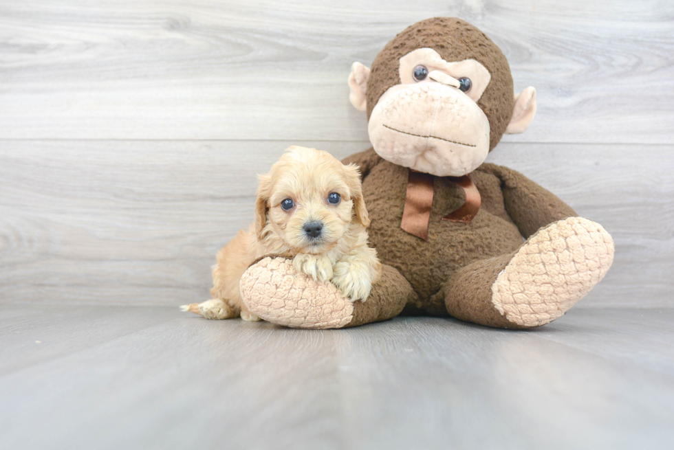 Cavachon Puppy for Adoption