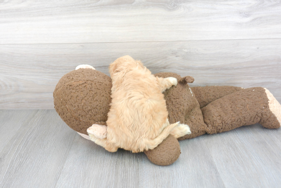 Cavachon Pup Being Cute