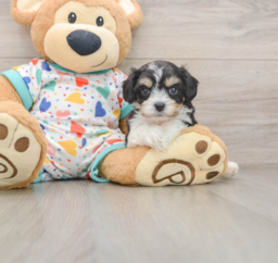 5 week old Cavachon Puppy For Sale - Premier Pups