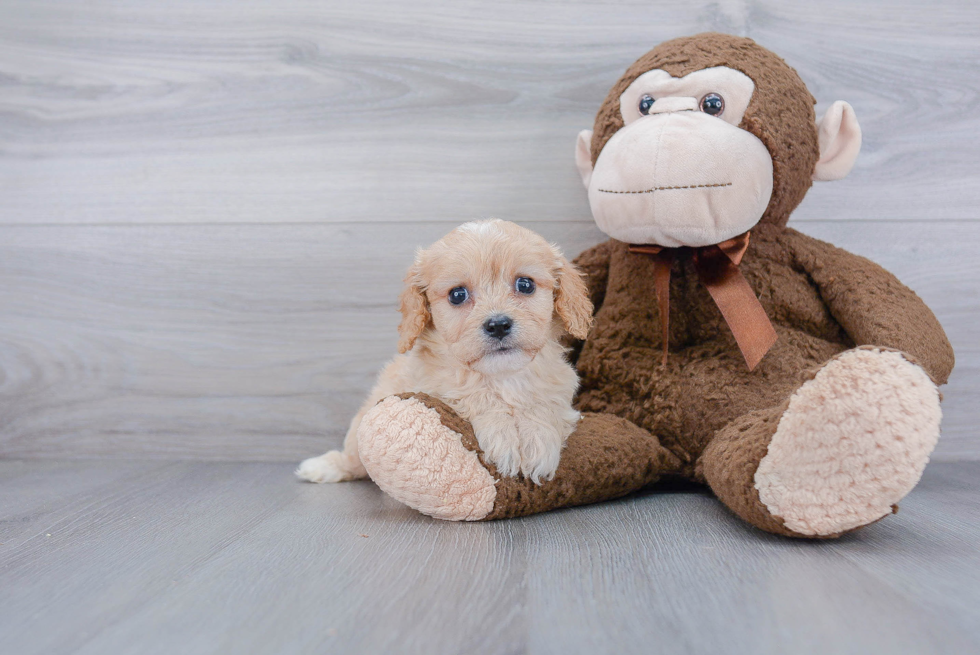 Best Cavachon Baby