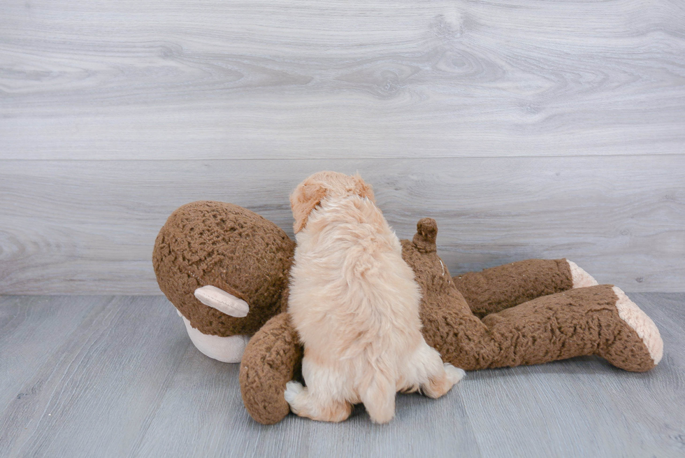 Funny Cavachon Designer Pup