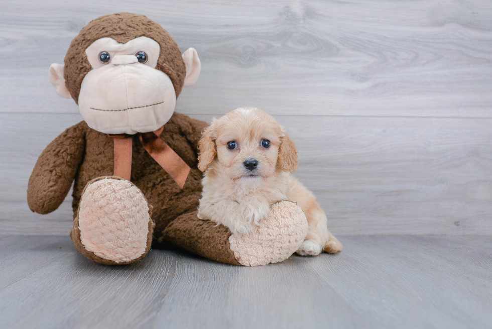 Cavachon Pup Being Cute