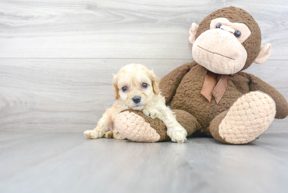 Sweet Cavachon Baby