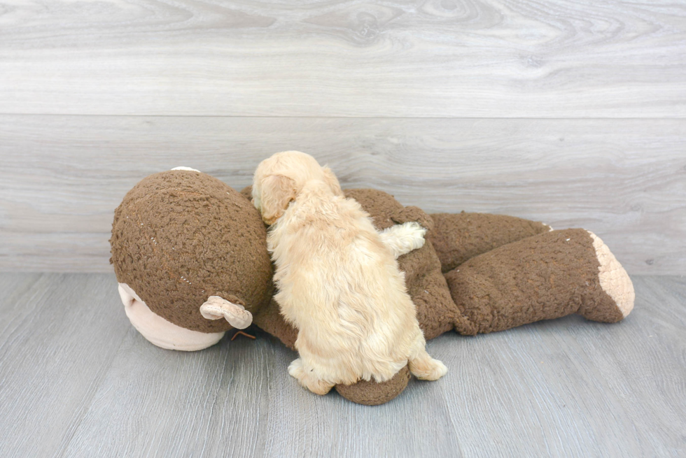 Playful Cavalier Designer Puppy