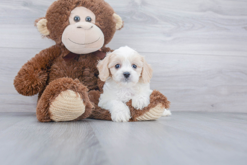 Petite Cavachon Designer Pup