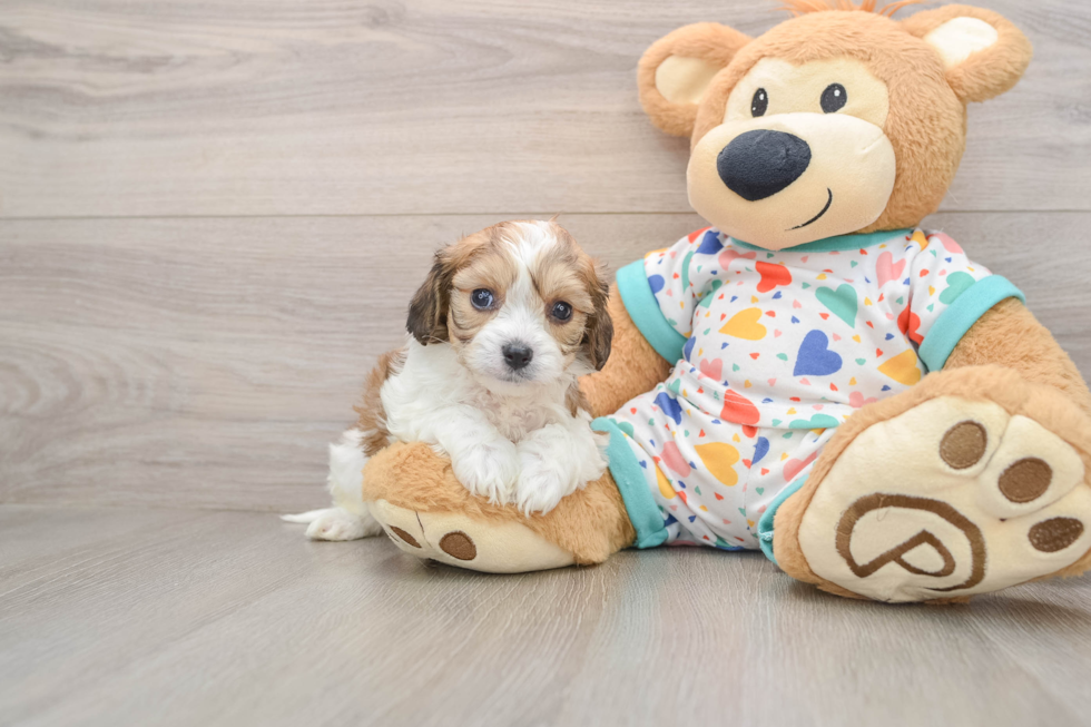 Energetic Cavalier Bichon Designer Puppy