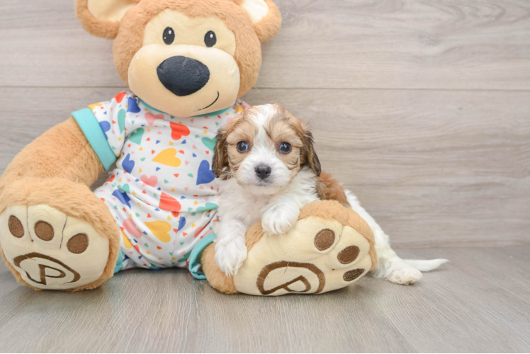 Petite Cavachon Designer Pup