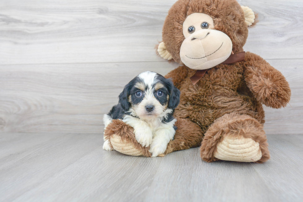 Cavachon Puppy for Adoption