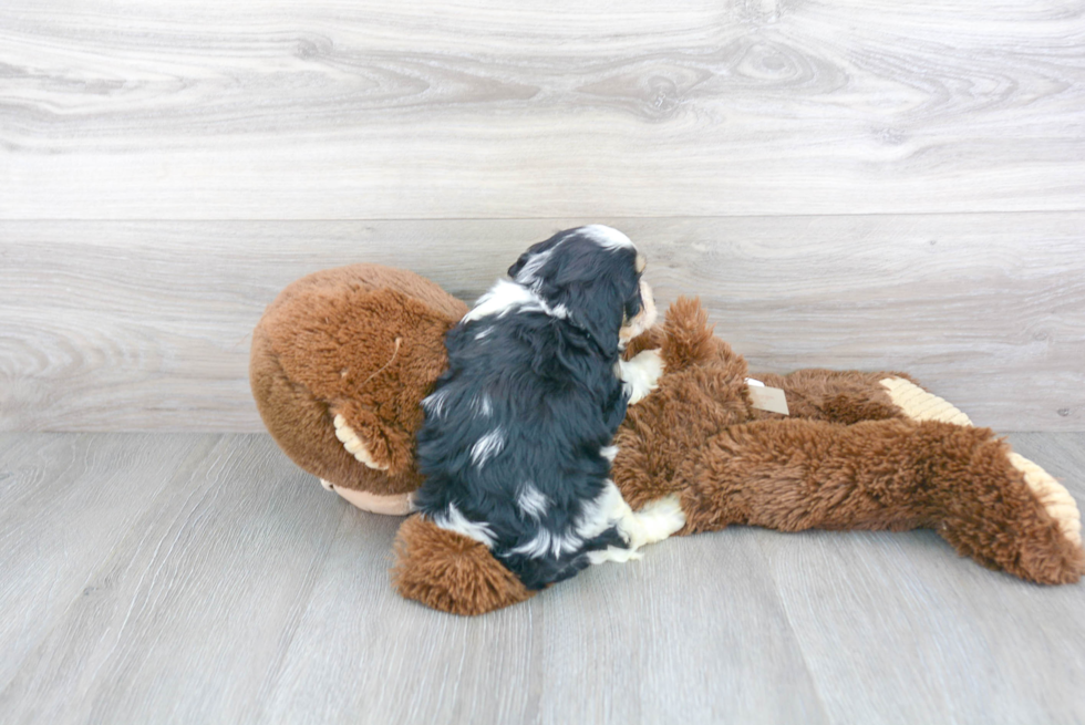 Cavachon Pup Being Cute