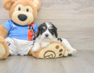 5 week old Cavachon Puppy For Sale - Premier Pups