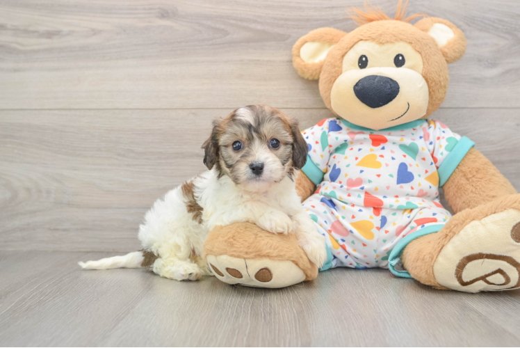 Petite Cavachon Designer Pup