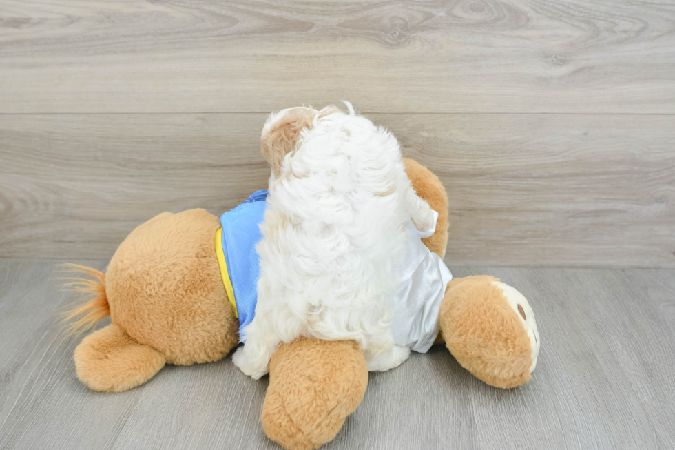 Cavachon Puppy for Adoption