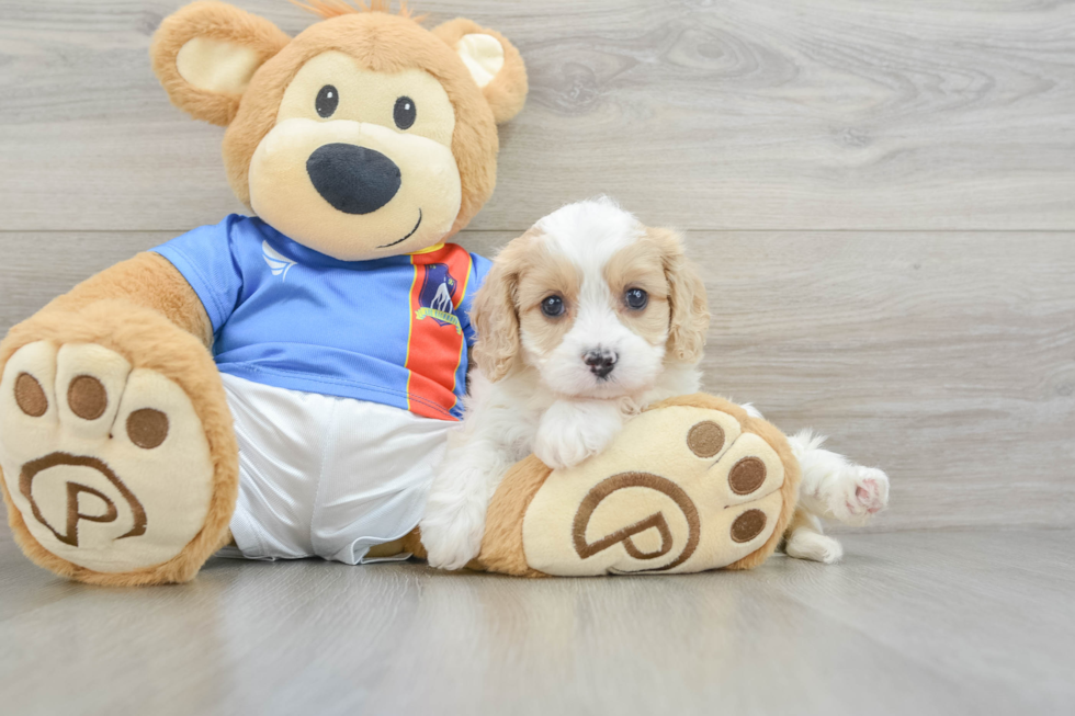 Energetic Cavalier Bichon Designer Puppy