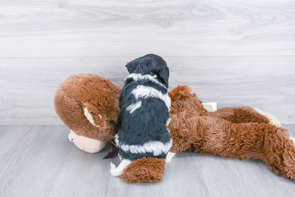 Cavachon Puppy for Adoption