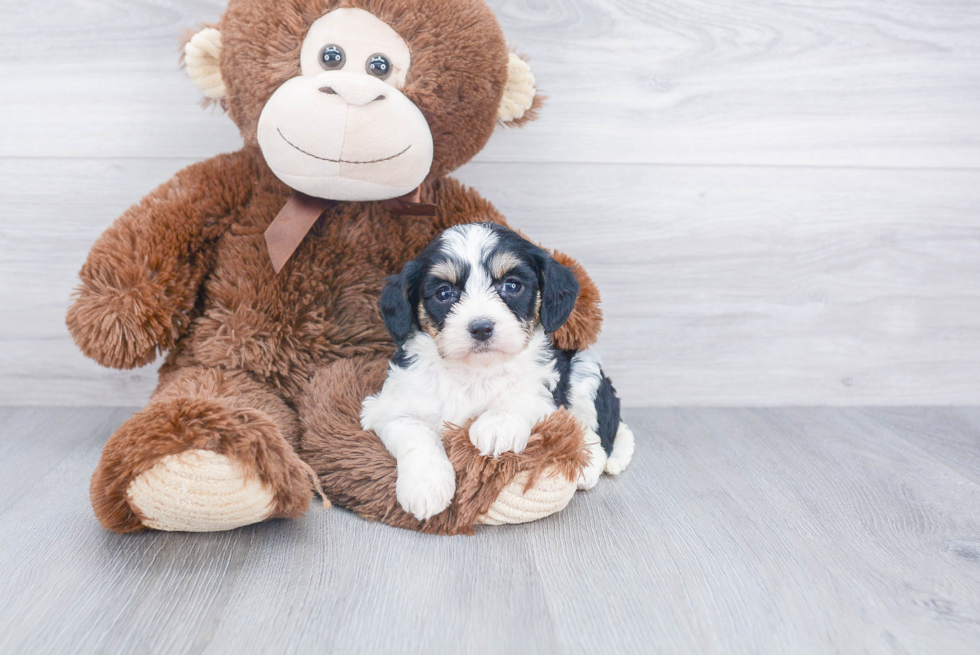 Adorable Cavalier Designer Puppy