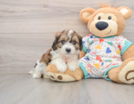 7 week old Cavachon Puppy For Sale - Premier Pups