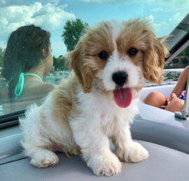 Cavachon Puppies For Sale - Premier Pups
