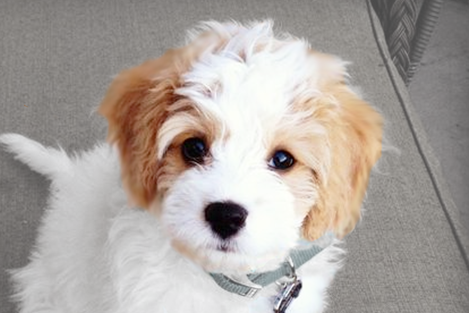 Cavachon Puppies For Sale - Premier Pups