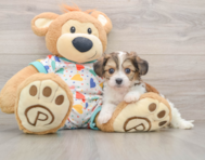 7 week old Cavachon Puppy For Sale - Premier Pups