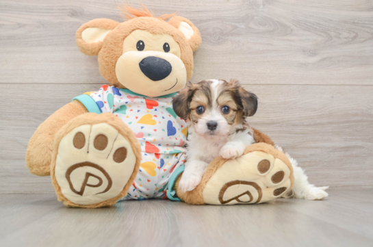 Cavachon Pup Being Cute