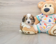 5 week old Cavachon Puppy For Sale - Premier Pups