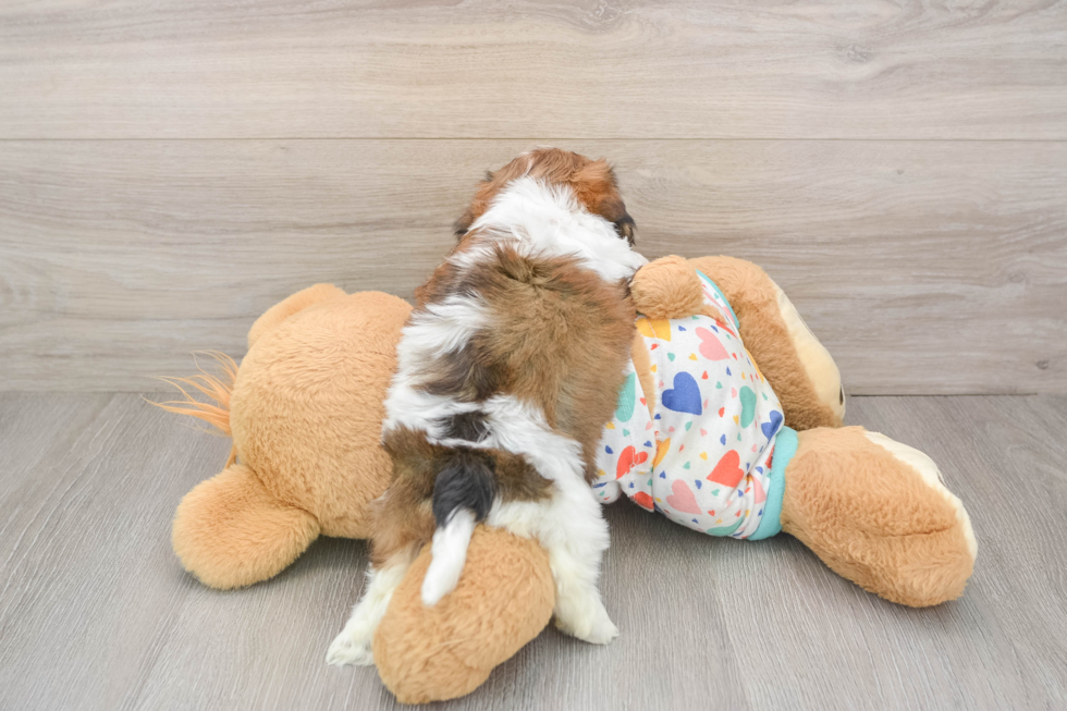 Popular Cavachon Designer Pup