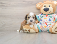 6 week old Cavachon Puppy For Sale - Premier Pups