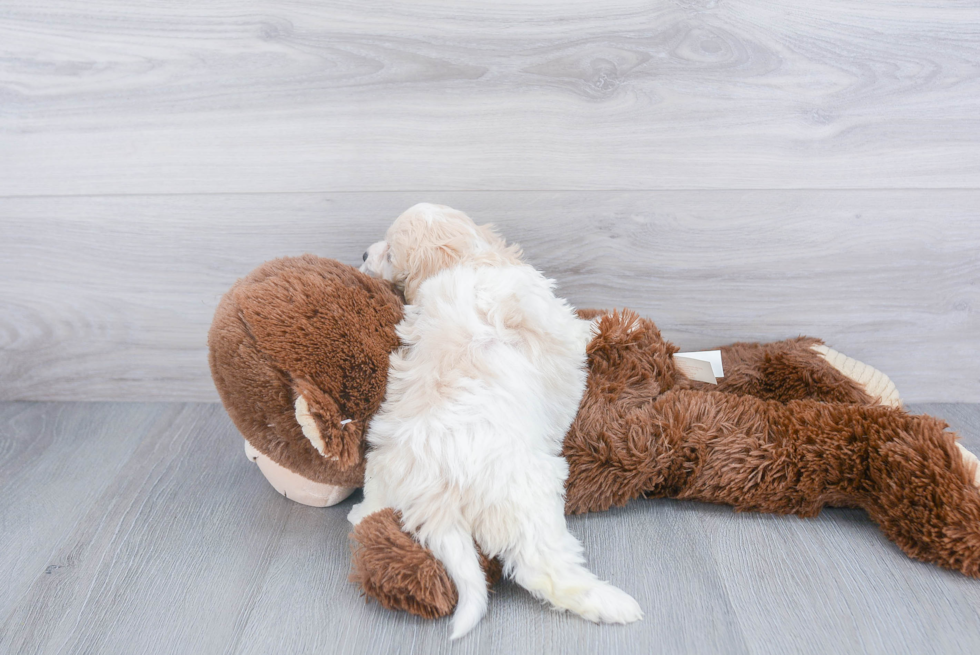 Cavachon Pup Being Cute