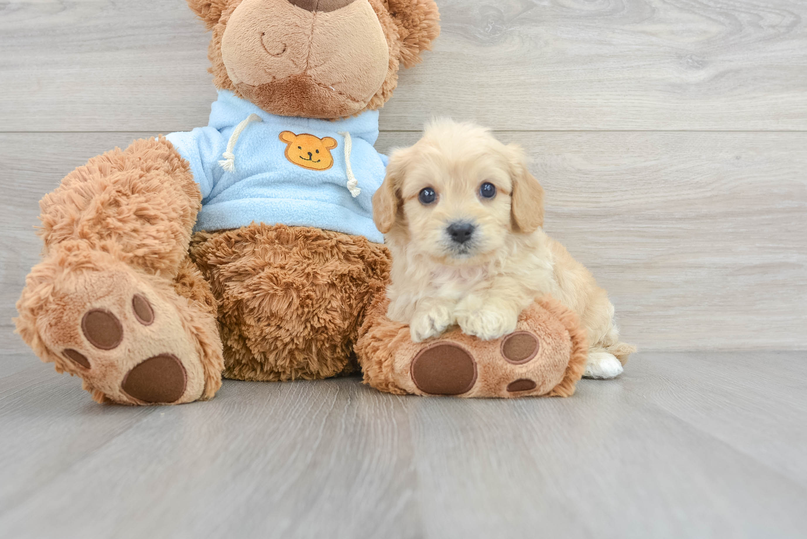 Happy Cavachon Baby